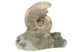 Iridescent, Pyritized Ammonite (Quenstedticeras) Fossil Display #193227-1